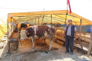 Kurban Pazar Yerine Kurbanlıklar Gelmeye Başladı