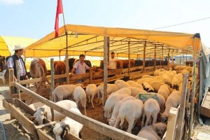Kurban Pazar Yerine Kurbanlıklar Gelmeye Başladı