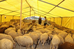 Kurban Pazar Yerine Kurbanlıklar Gelmeye Başladı
